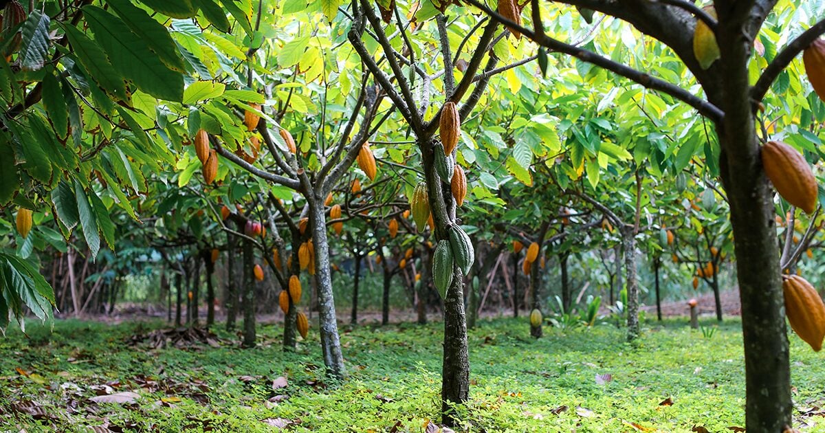 Cocoa pods growing on trees on a cocoa farm 