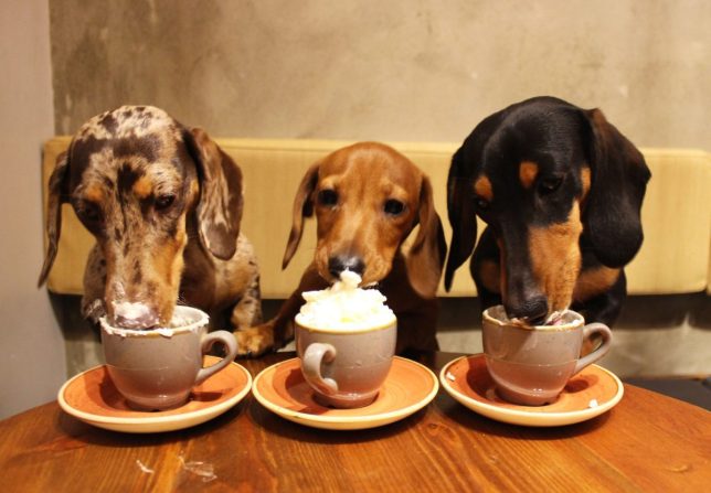 dog-friendly cafés