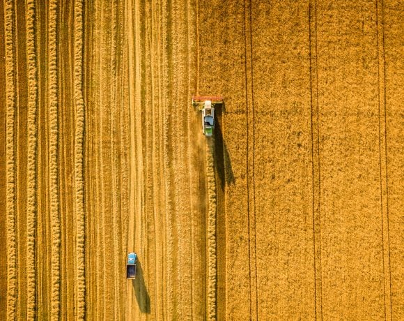 Ancient Grains: What's wrong with wheat??