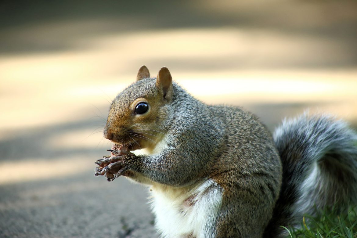Furry thief has a taste for the sweet stuff