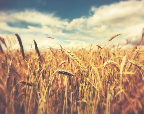 US winter wheat plantings lowest in 100 years