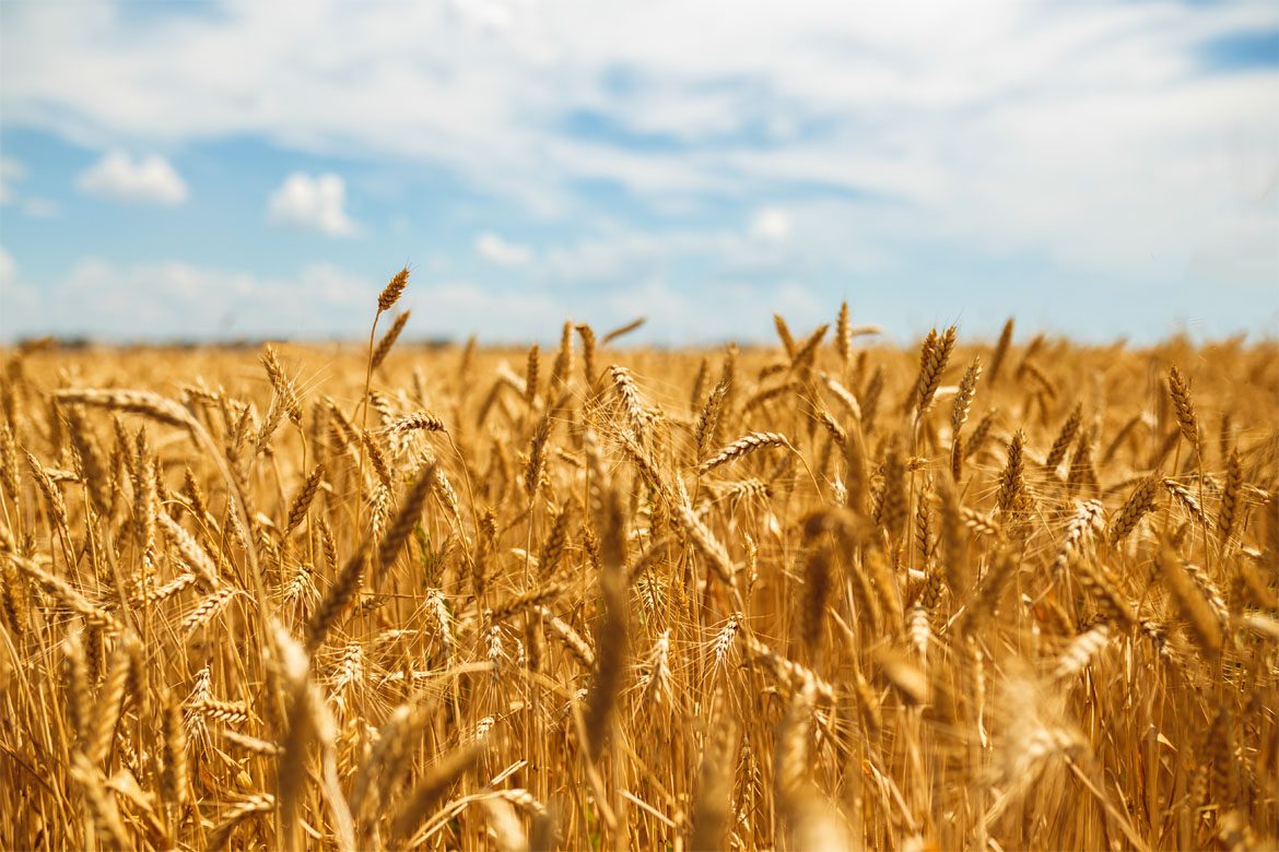 Wheat Genome
