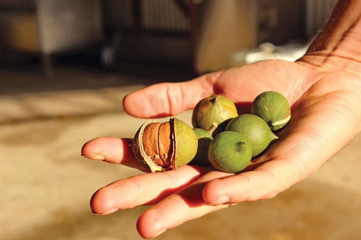 Barenuts Macadamia Nut Farm Going Nuts Baking Business