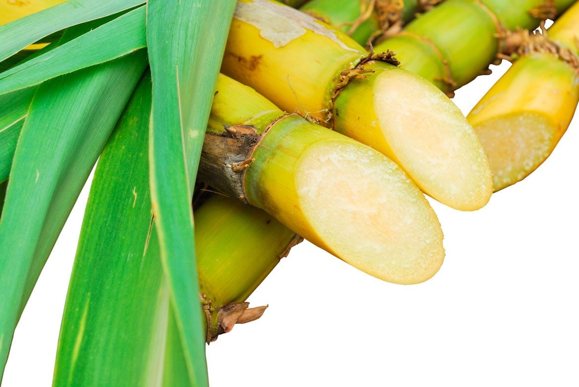 Sugar Cane Extract