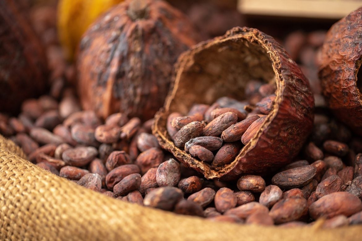 cocoa beans rest inside a husk on a table covered in jute cloth