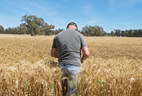 From The Soil To The Supermarket