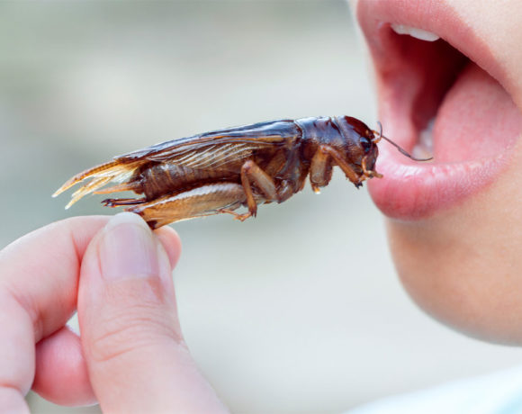 Crunchy Cricket Loaf: Bread made from 336 insects