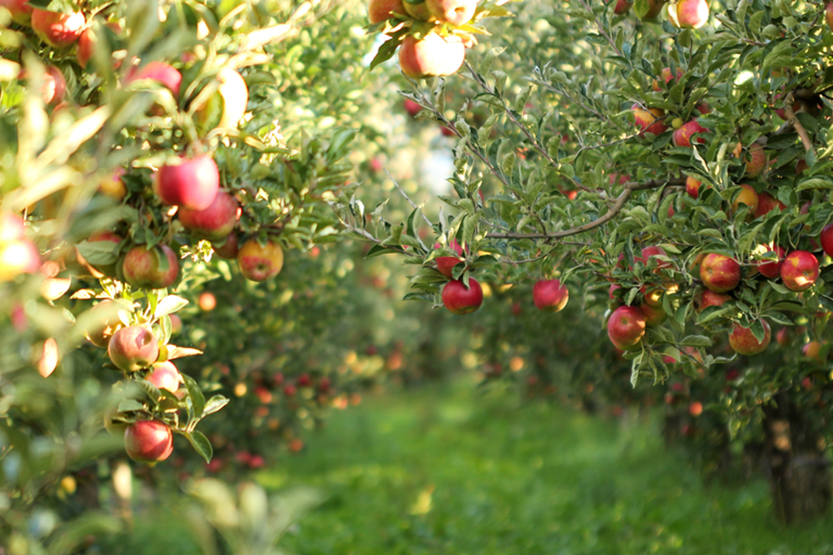 Apple flour proves versatile in commercial applications
