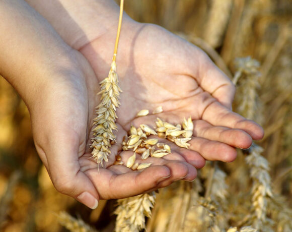 'Clean' Australian wheat leads in Asian market