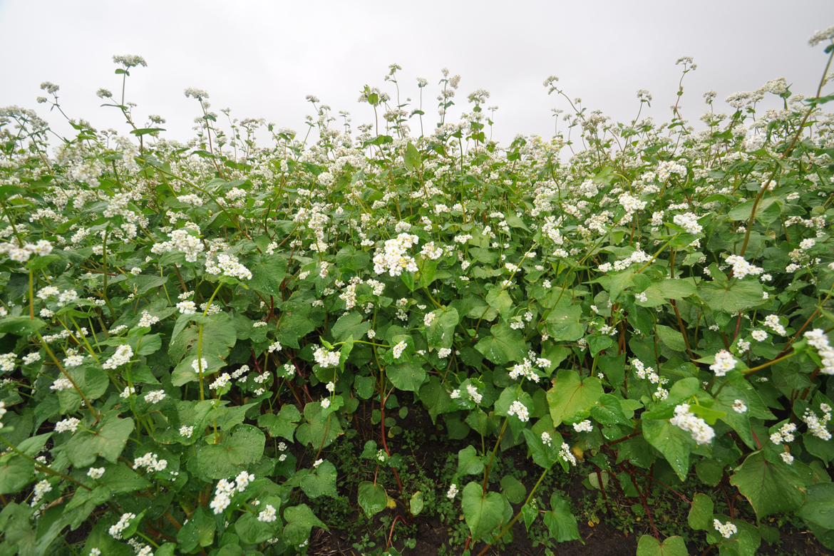 Bucking the trend: Buckwheat Enterprises