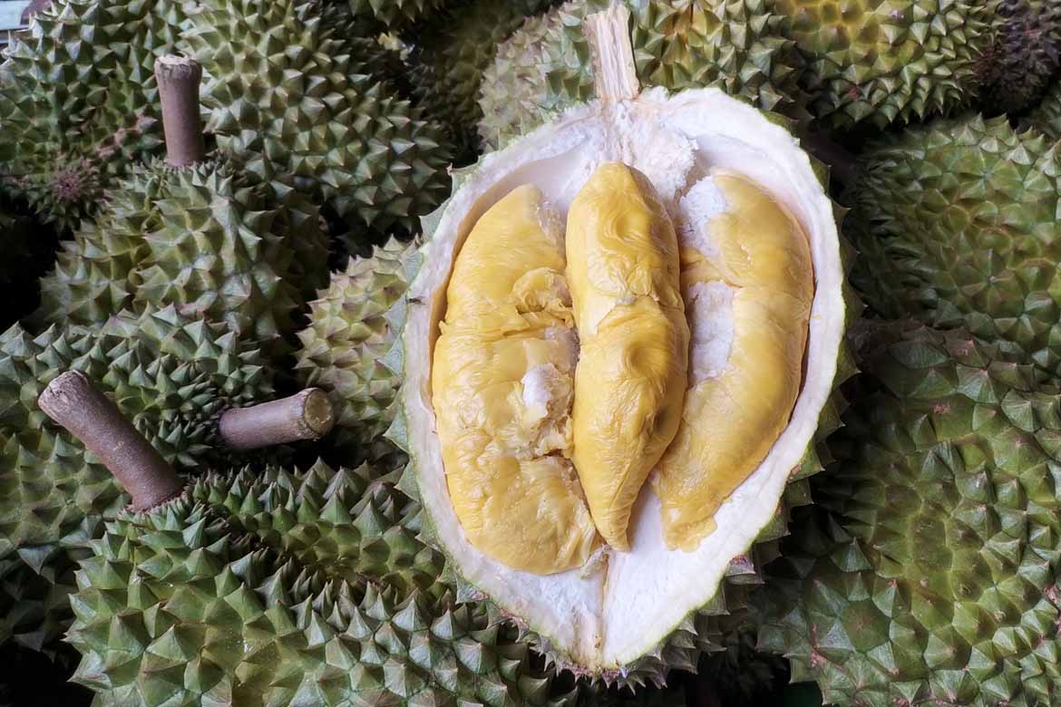 Hot in the Tropics: Durian Fruit