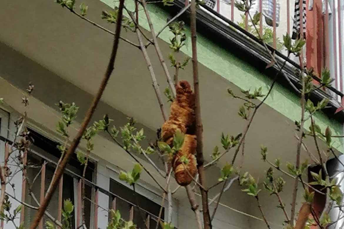 Authorities find mystery tree animal is in fact a croissant