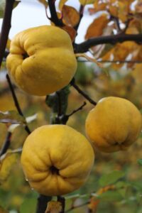 Home Grown: South Australia's Quince HQ