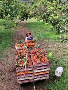 Rambutan: A tropical oasis in a fruit