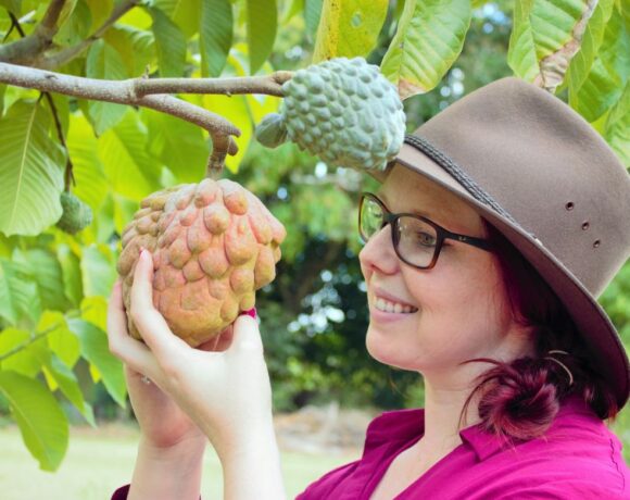 Blushing beauties: Custard apples at Yanalla Farms