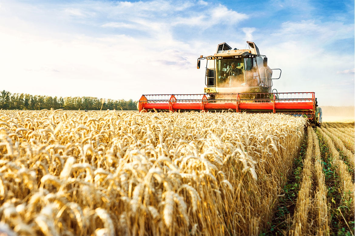 A harvester harvest wheat on a farm (food security)