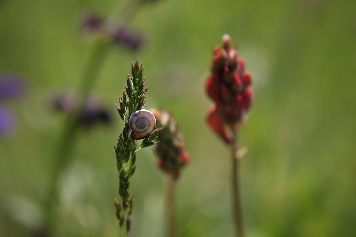 A snail resting at the top of a stalk of grain (grain industry)