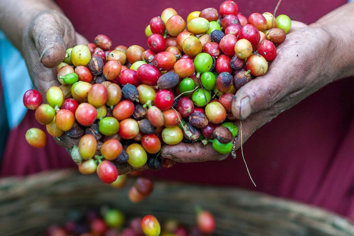 Coffee is a sensitive crop vulnerable to climate change; a pair of hands holding unprocessed raw coffee beans