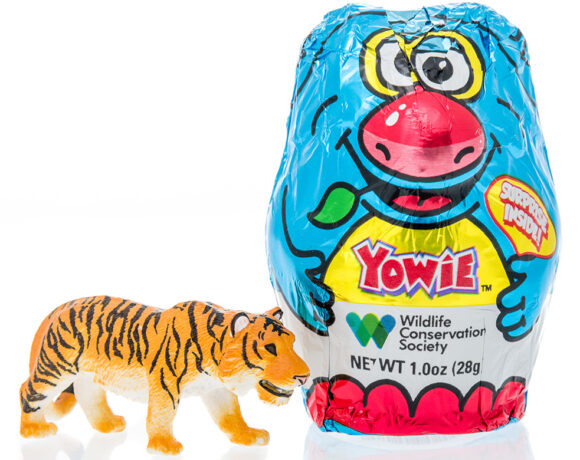 A package Yowie chocolate egg with surprise inside with a Siberian Tiger on an isolated background (Ernest Hillier)