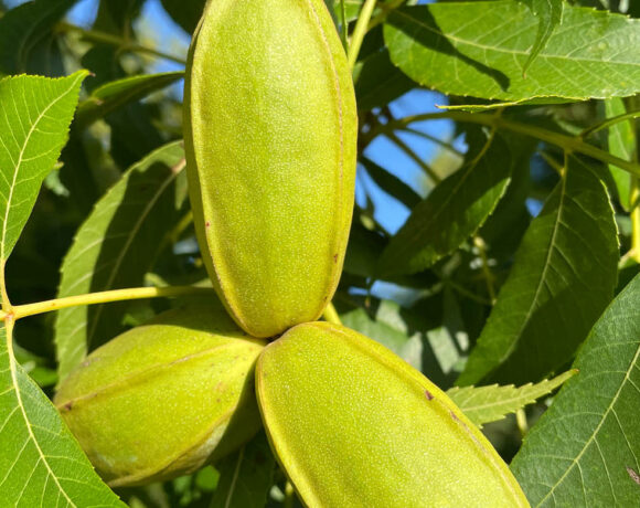 Kootingal pecans. Pictured is a green bud of pecans on a tree.
