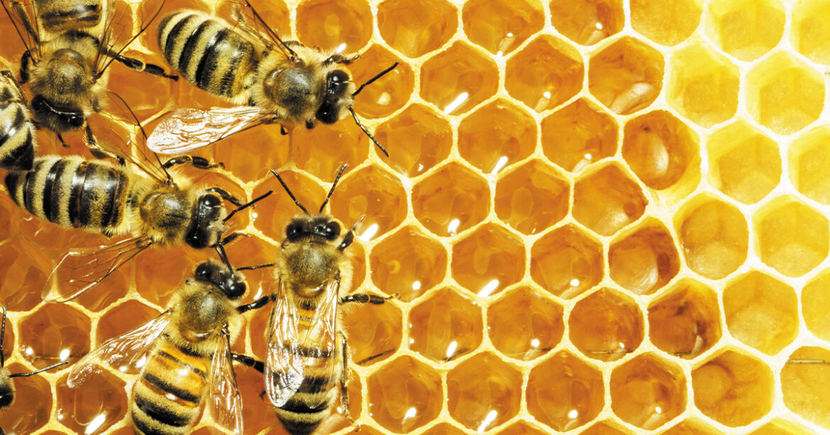 Bees are crawling over a piece of golden orange honeycomb