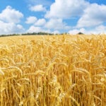 A golden wheat field in the sun, under a blue sky. There are white clouds in the sky