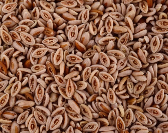 Psyllium husk could be replaced in gluten-free baking with native Plantago. Pictures is a pile of brown psyllium plantago ovata