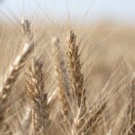 Scotch Wheat