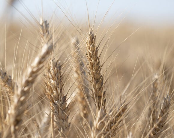 Scotch Wheat