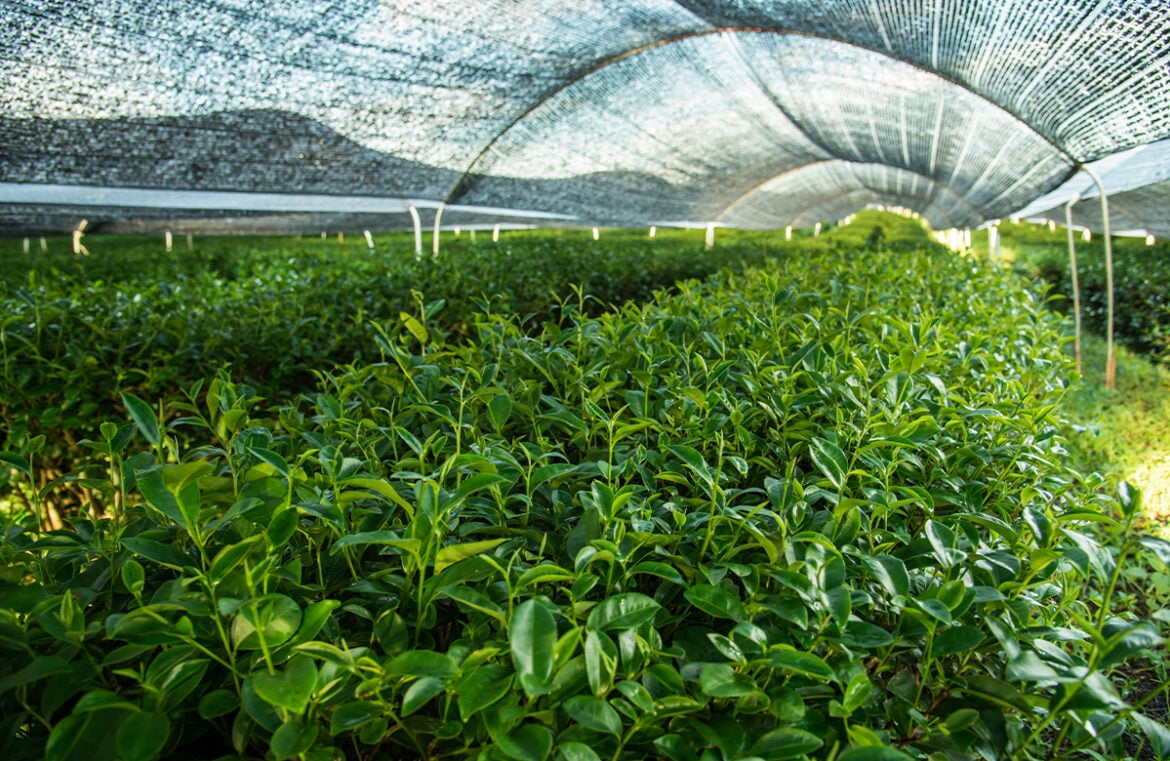 The leaves being shaded before harvest on a matcha farm.