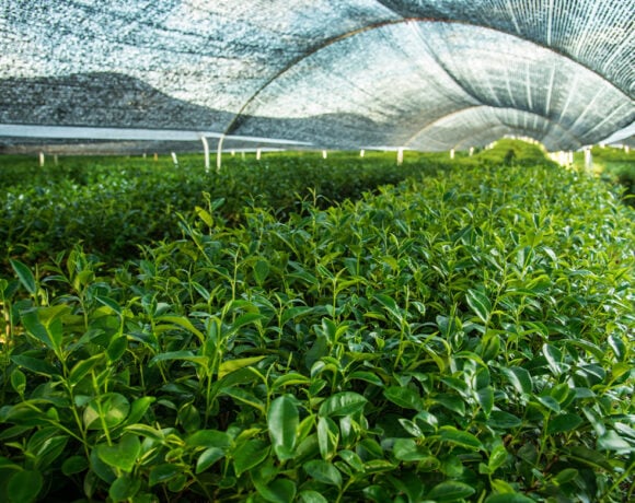 The leaves being shaded before harvest on a matcha farm.