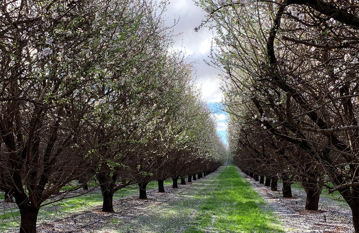 The almond trees at Century Orchards