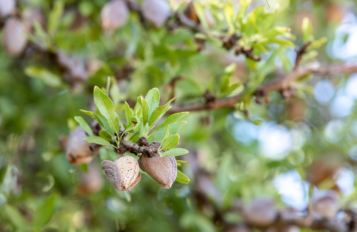 Almonds at Century Orchards