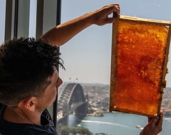 Rooftop Bees at Shangri-La Sydney