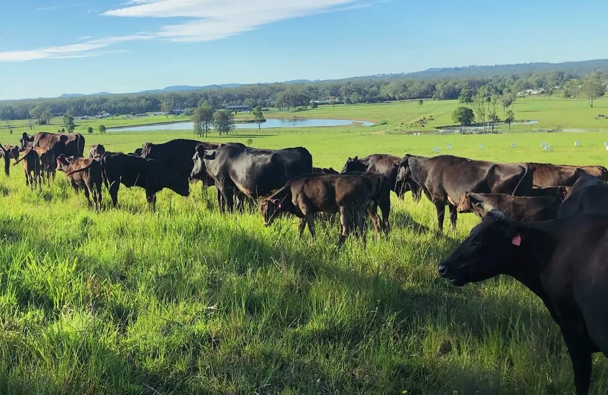 Wagyu beef cattle at The Artisan Farmer