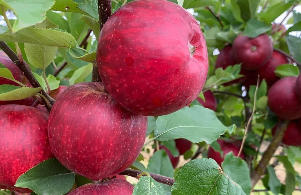 Sherwood Park Orchard grows apples onsite