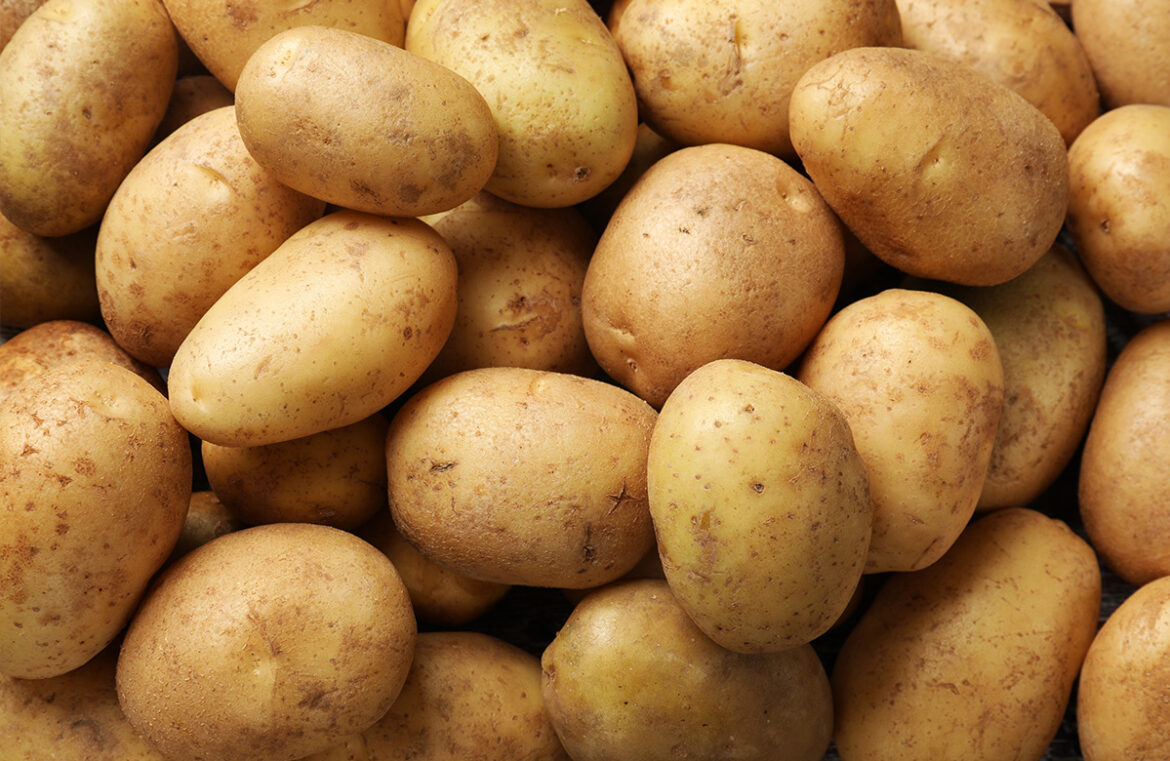 The nation's first case of mop-top virus, which affects potatoes, has been detected in Tasmania. Pictured is a large pile of brushed potatoes