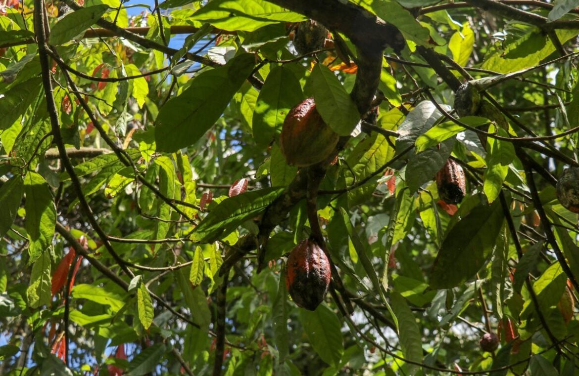 Having shade over cocoa plants has environmental sustainability potential