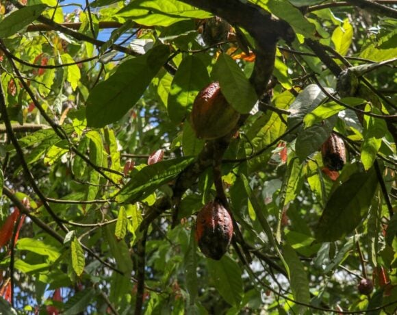 Having shade over cocoa plants has environmental sustainability potential