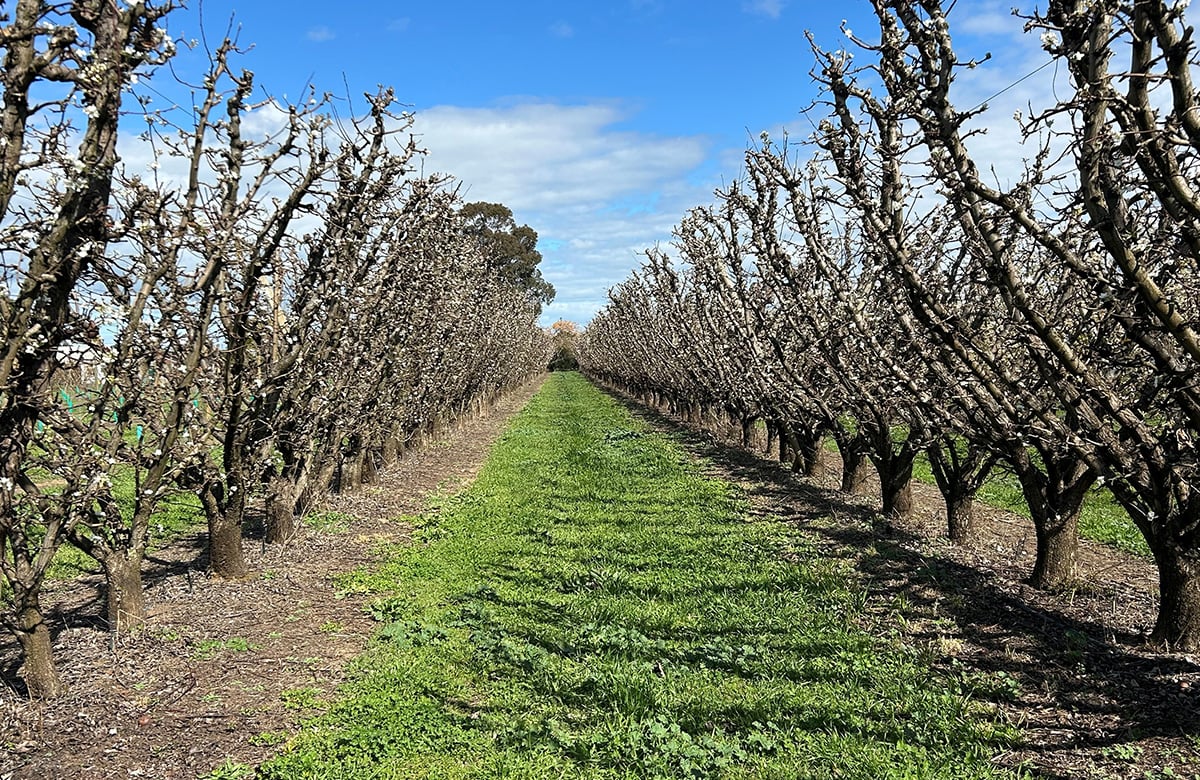 The pear trees at Shaholli Orchards