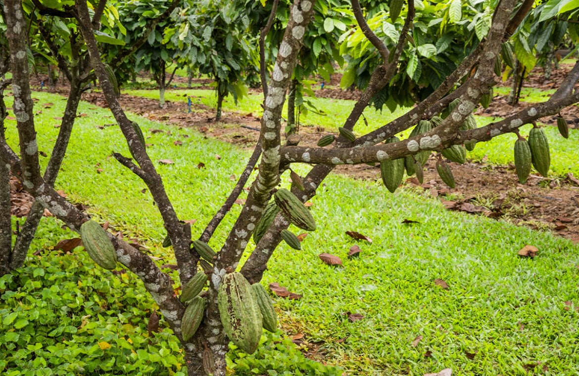 A call has gone out to help establish a cocoa industry in Far North Queensland