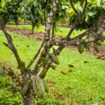 A call has gone out to help establish a cocoa industry in Far North Queensland
