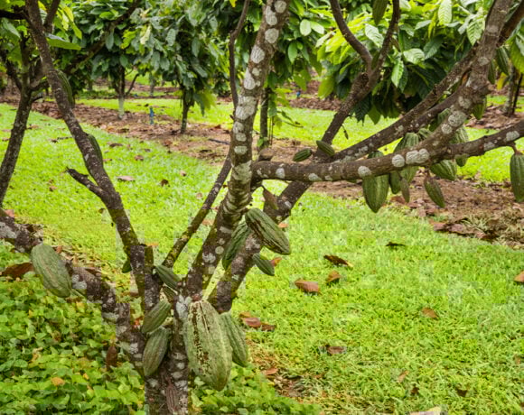 A call has gone out to help establish a cocoa industry in Far North Queensland