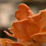 PhD candidate Waseem Ahmed is working to develop a circular economy by using cotton waste to grow mushrooms