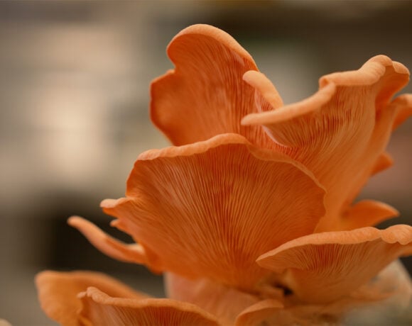 PhD candidate Waseem Ahmed is working to develop a circular economy by using cotton waste to grow mushrooms