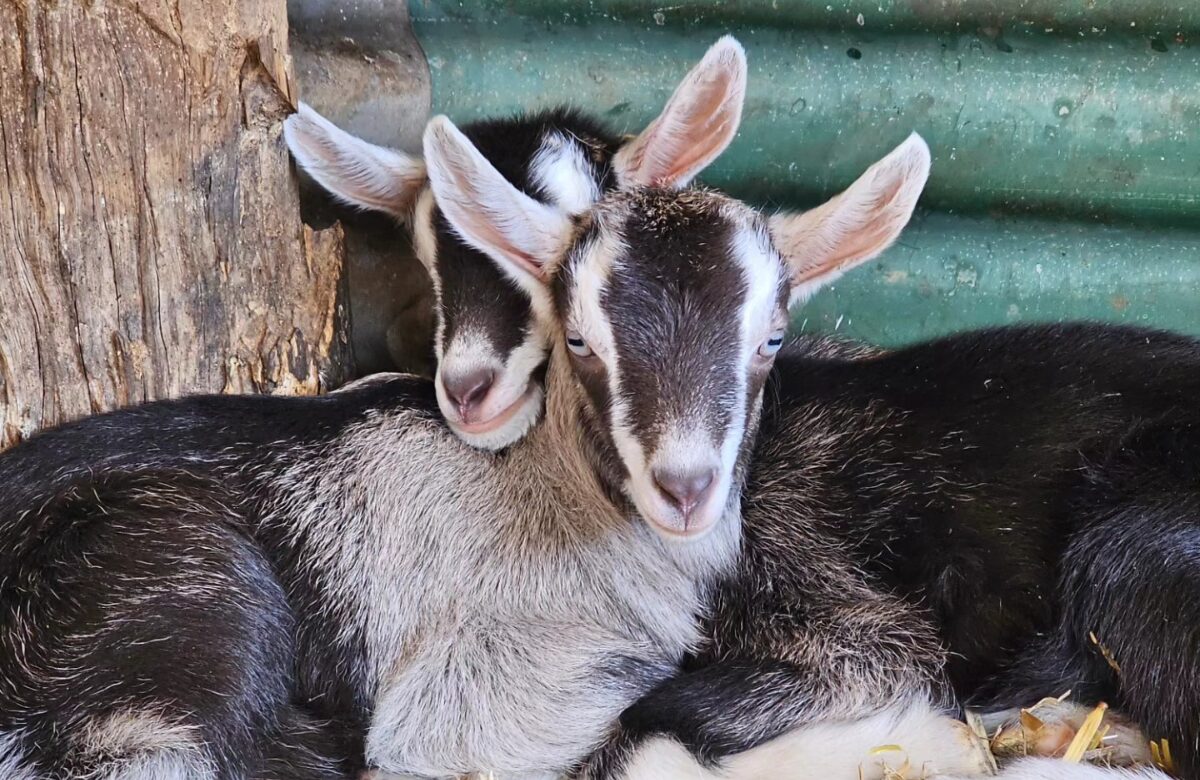 Some of the goats from the farm