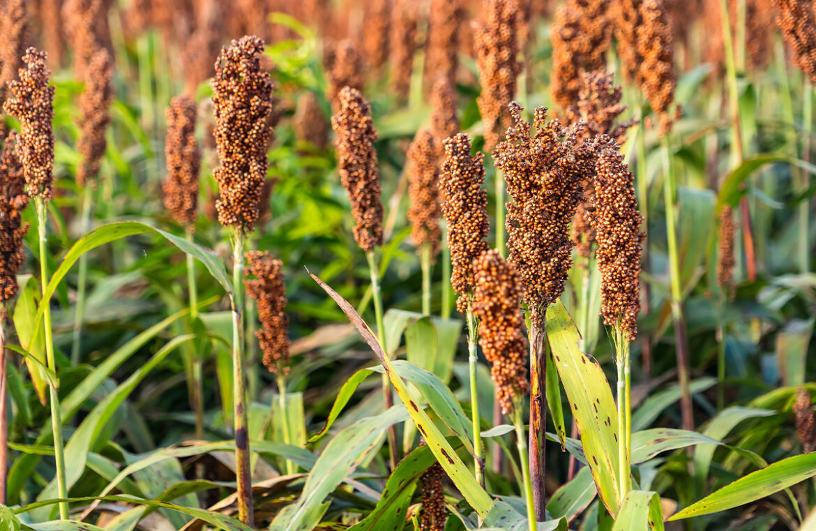 Sorghum