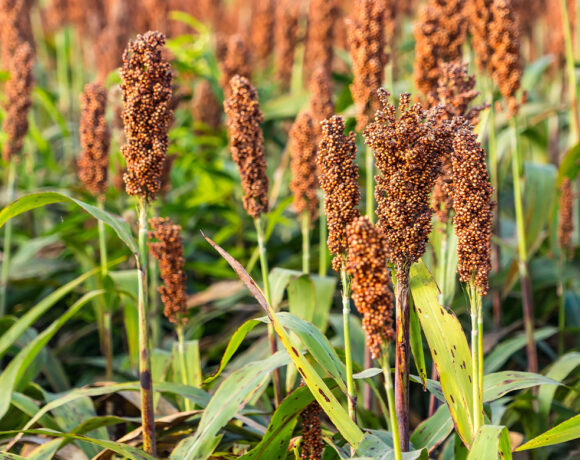 Sorghum