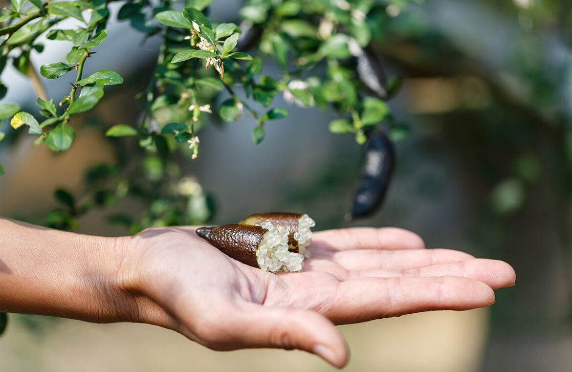 Finger limes are among the native foods that need greater legislation