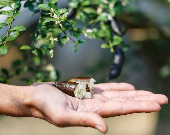 Finger limes are among the native foods that need greater legislation